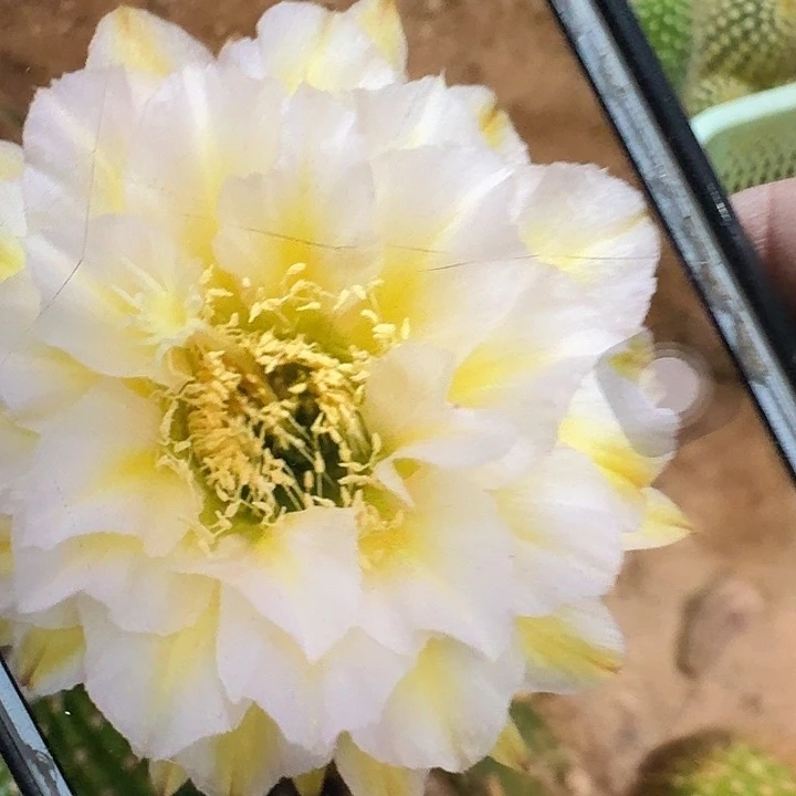 加强六月五侧芽5公分高毛花柱