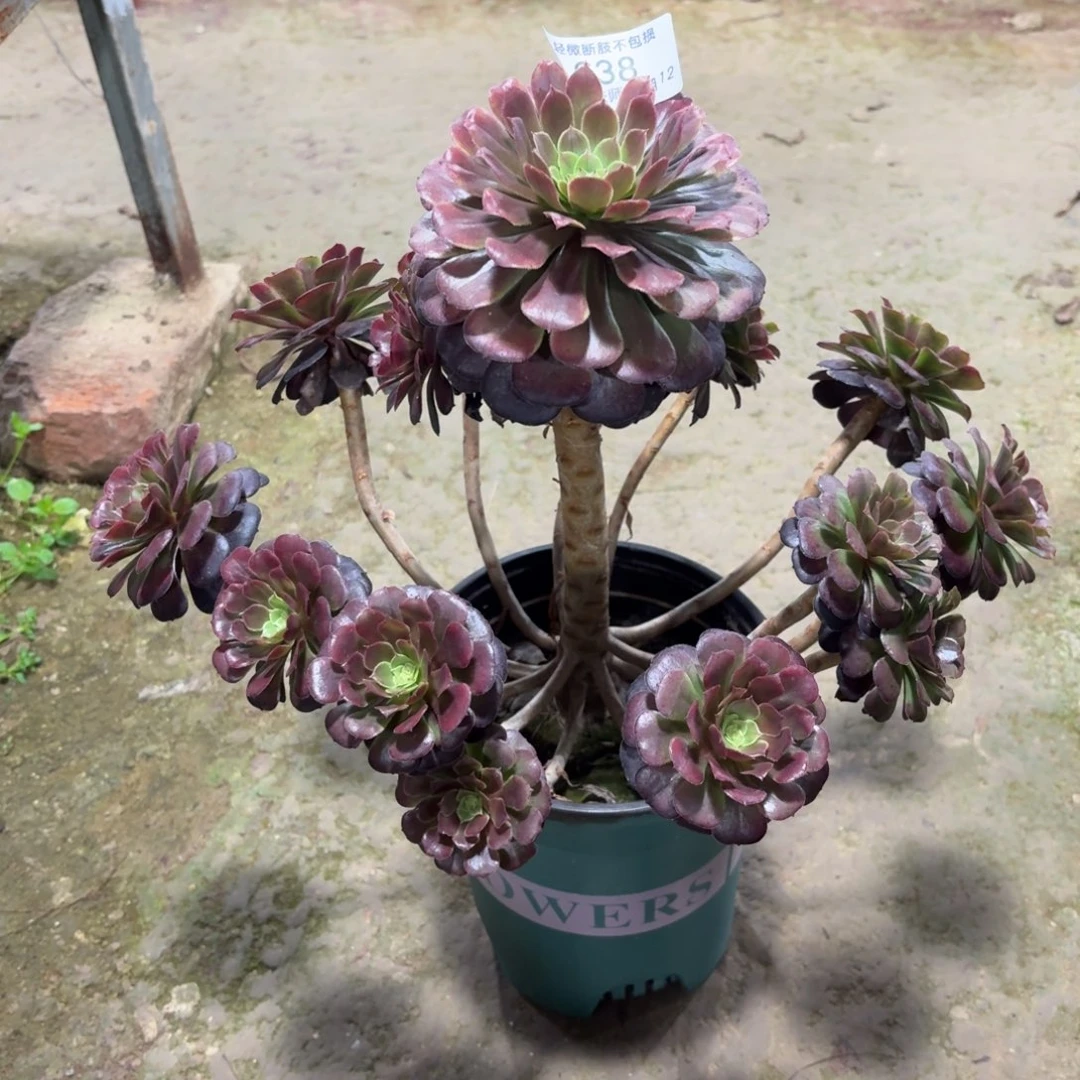 638黑萝莉多肉植物法师