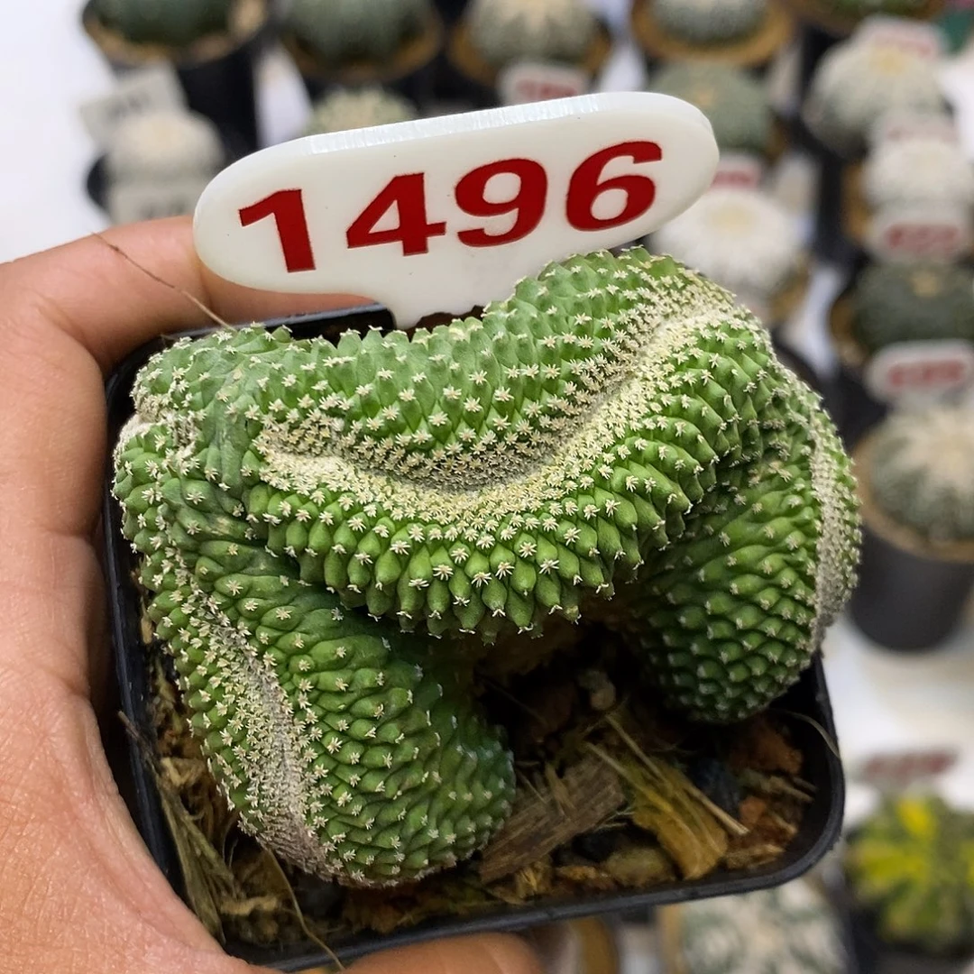 ****。1496福利特价来了特价路