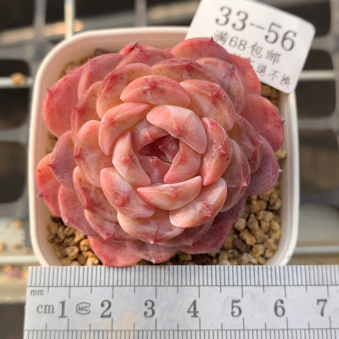 56。冰糖水晶。糖心多肉。