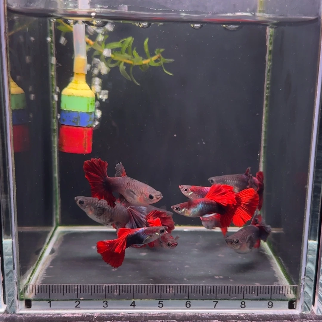 孔雀鱼清缸福利折扇8➕2条备损