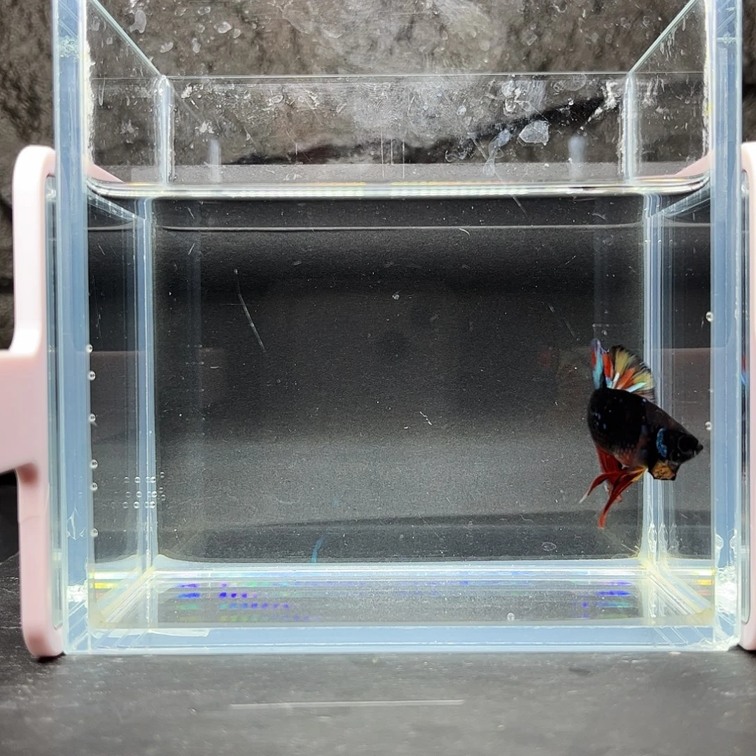 海水鱼宙斯斗鱼竞拍12-14精品班