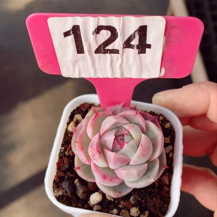 s****e新品4cm多肉植物