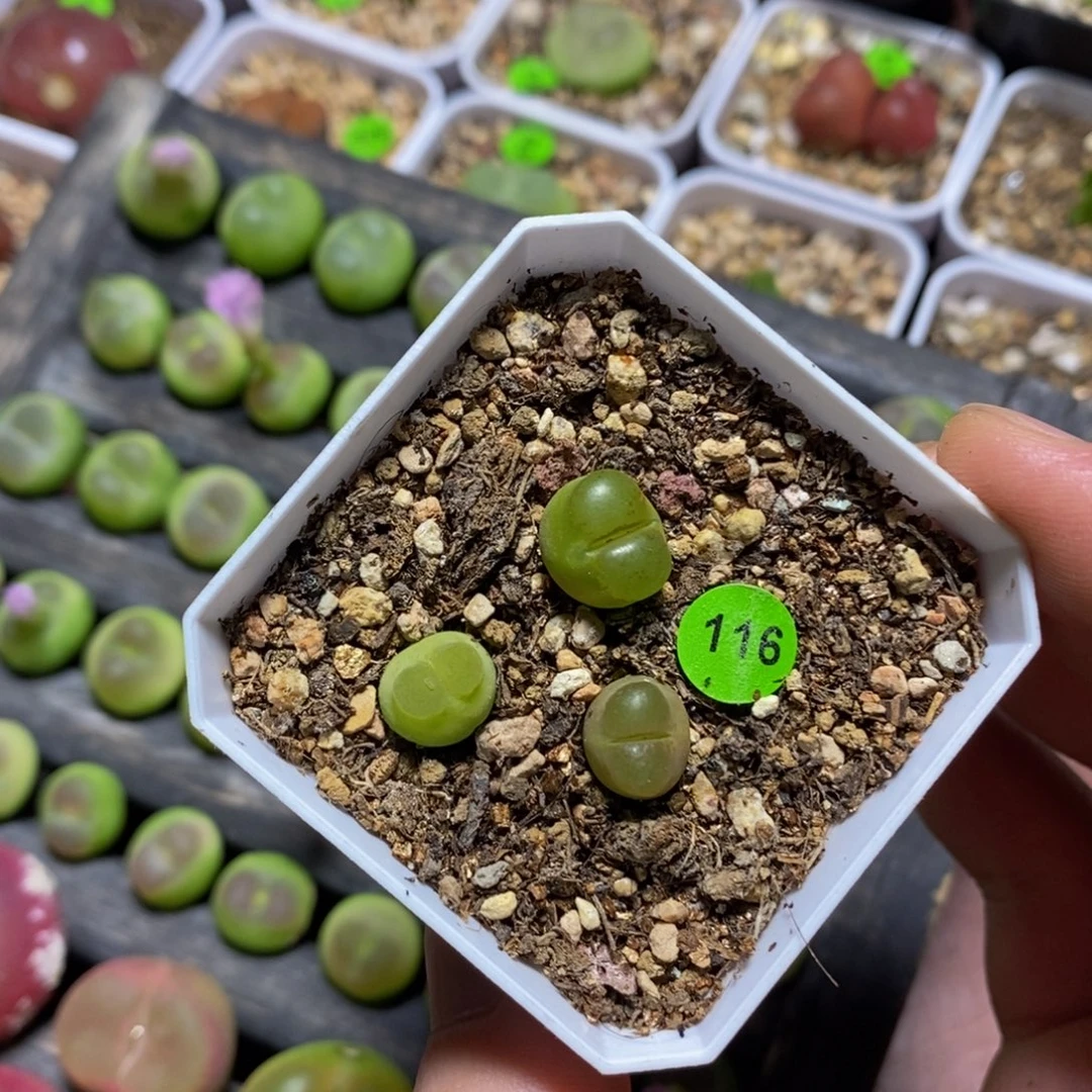 6***シ专拍漂亮多肉植物116