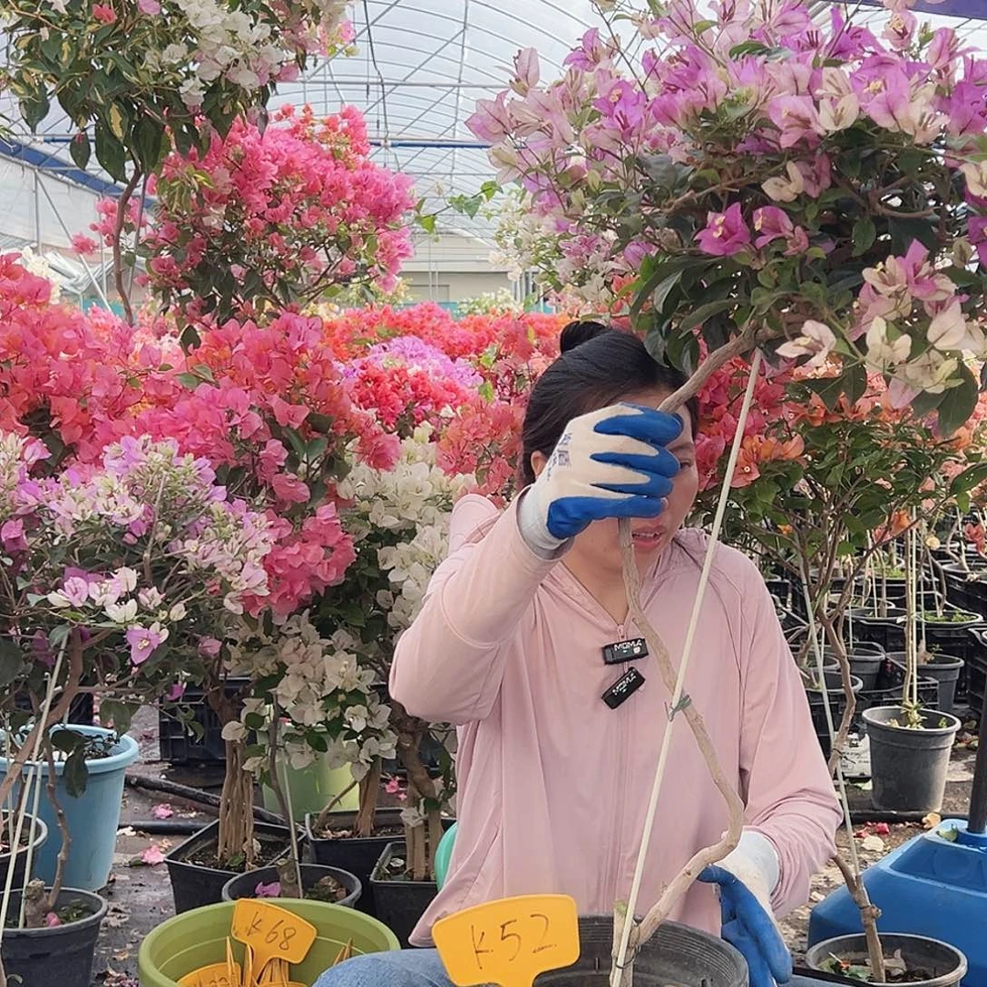 吕***姐大部分花苞少量开放K52雪紫