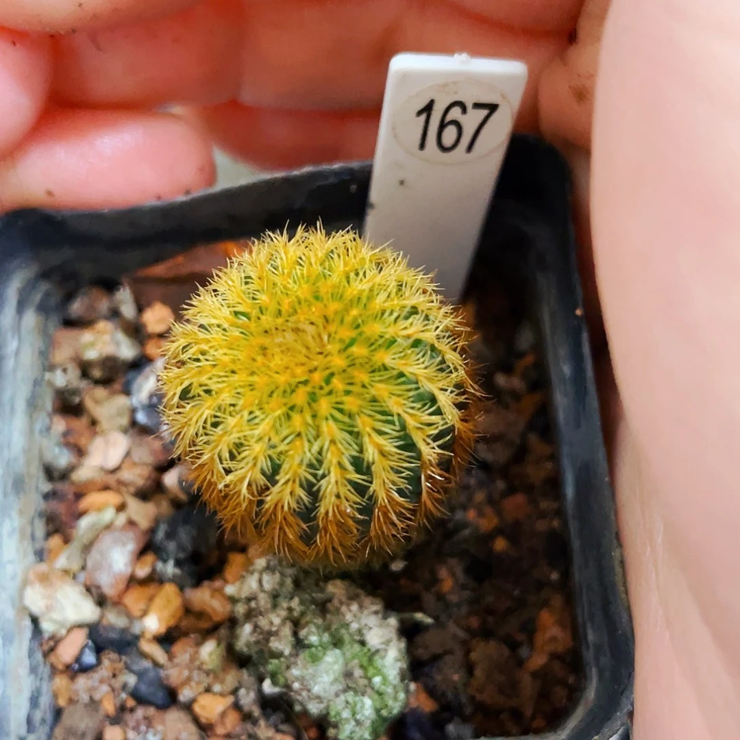 非偏远地区满25包邮仙人球