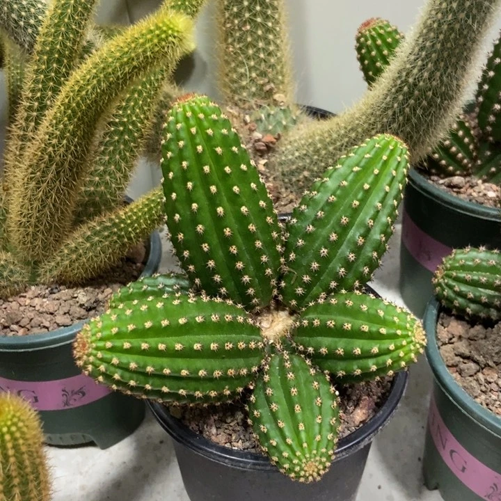 敏***姐仙人球金四群一物一拍带盆土