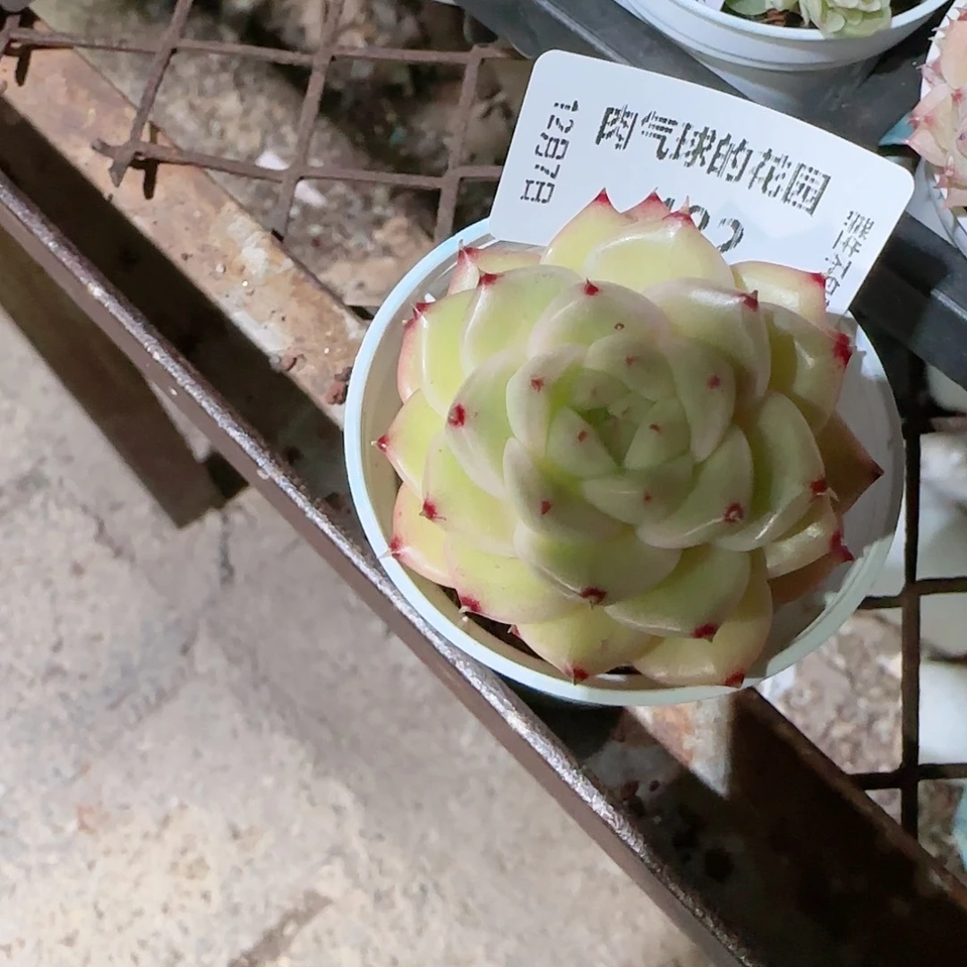 1207--482m1-249-1多肉一物一拍