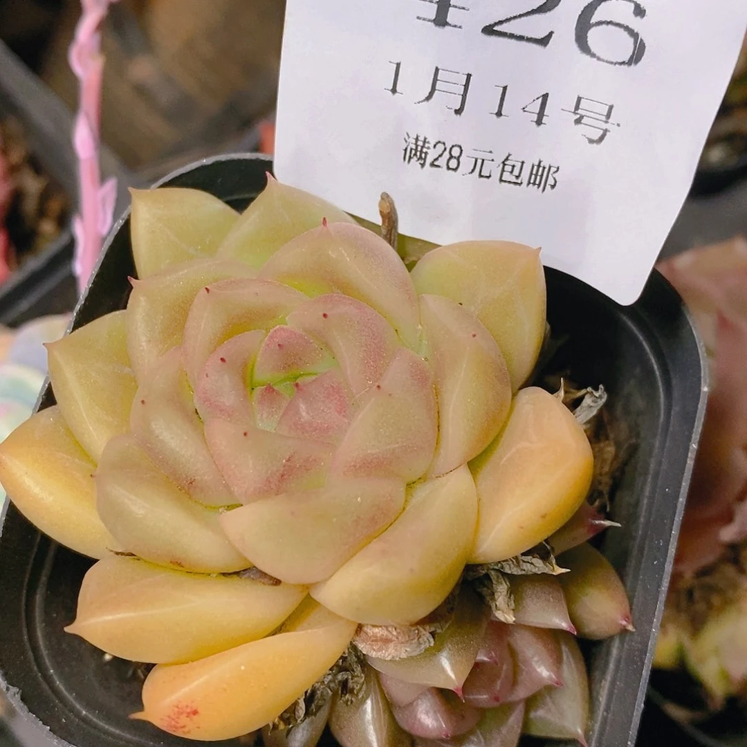 【闪购商品】云426