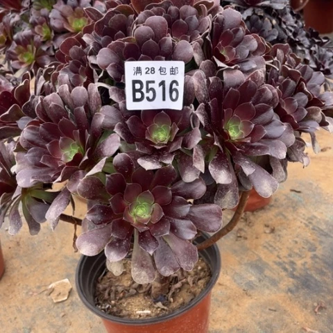 516欧紫不包断枝