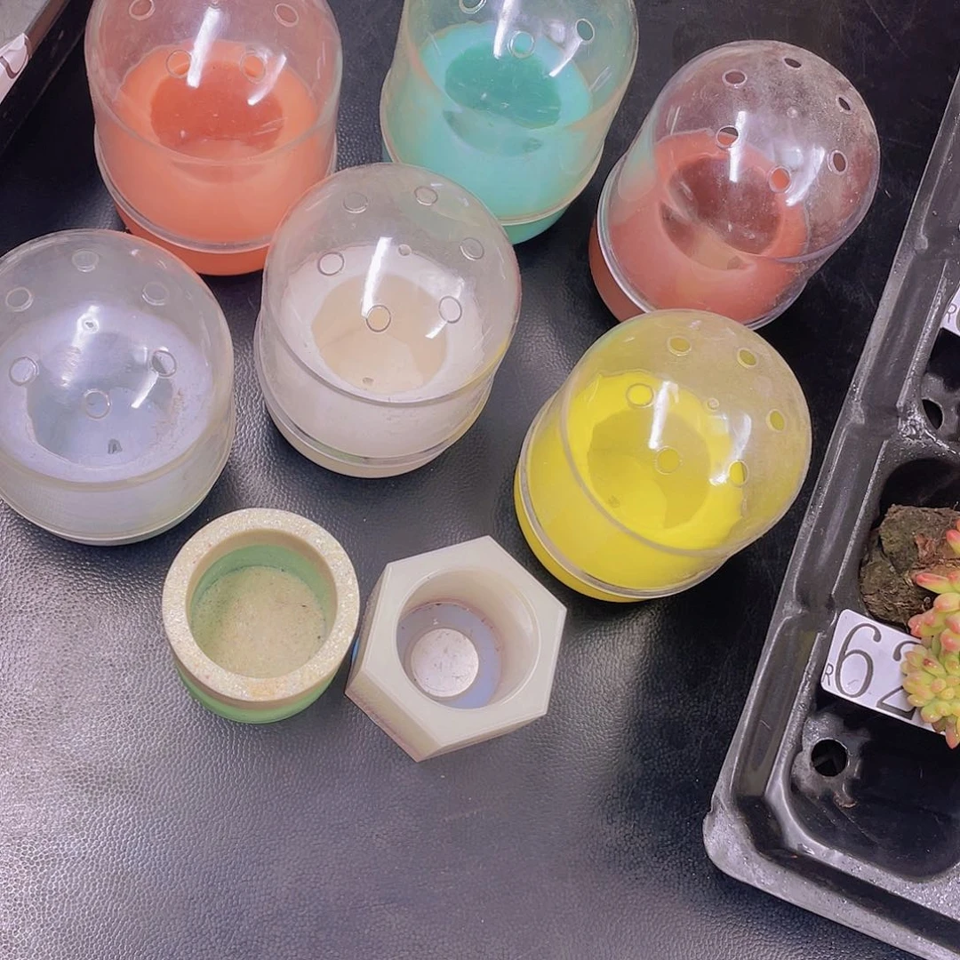 无土多肉植物无土栽培多肉植物