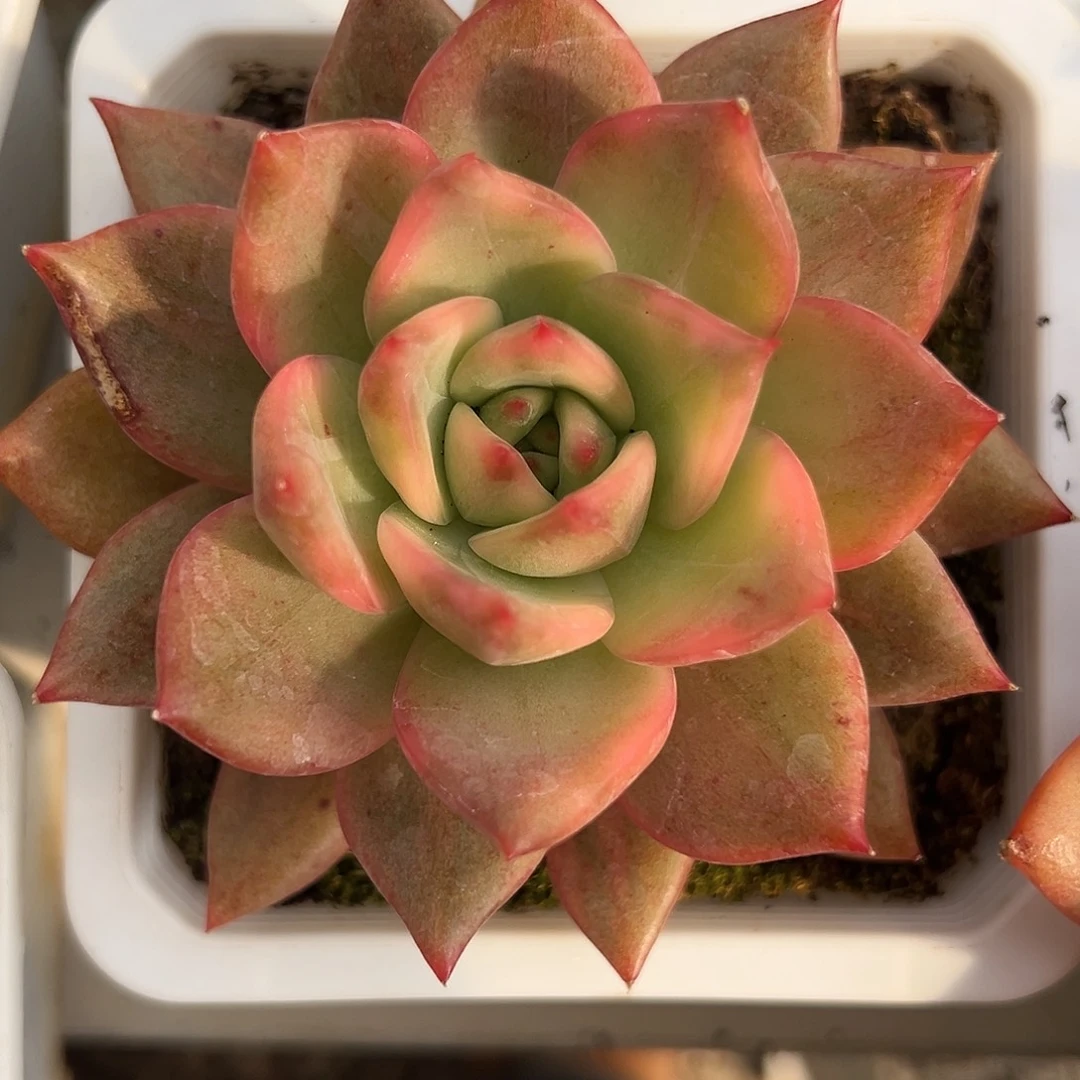 卡梅拉锦多肉植物