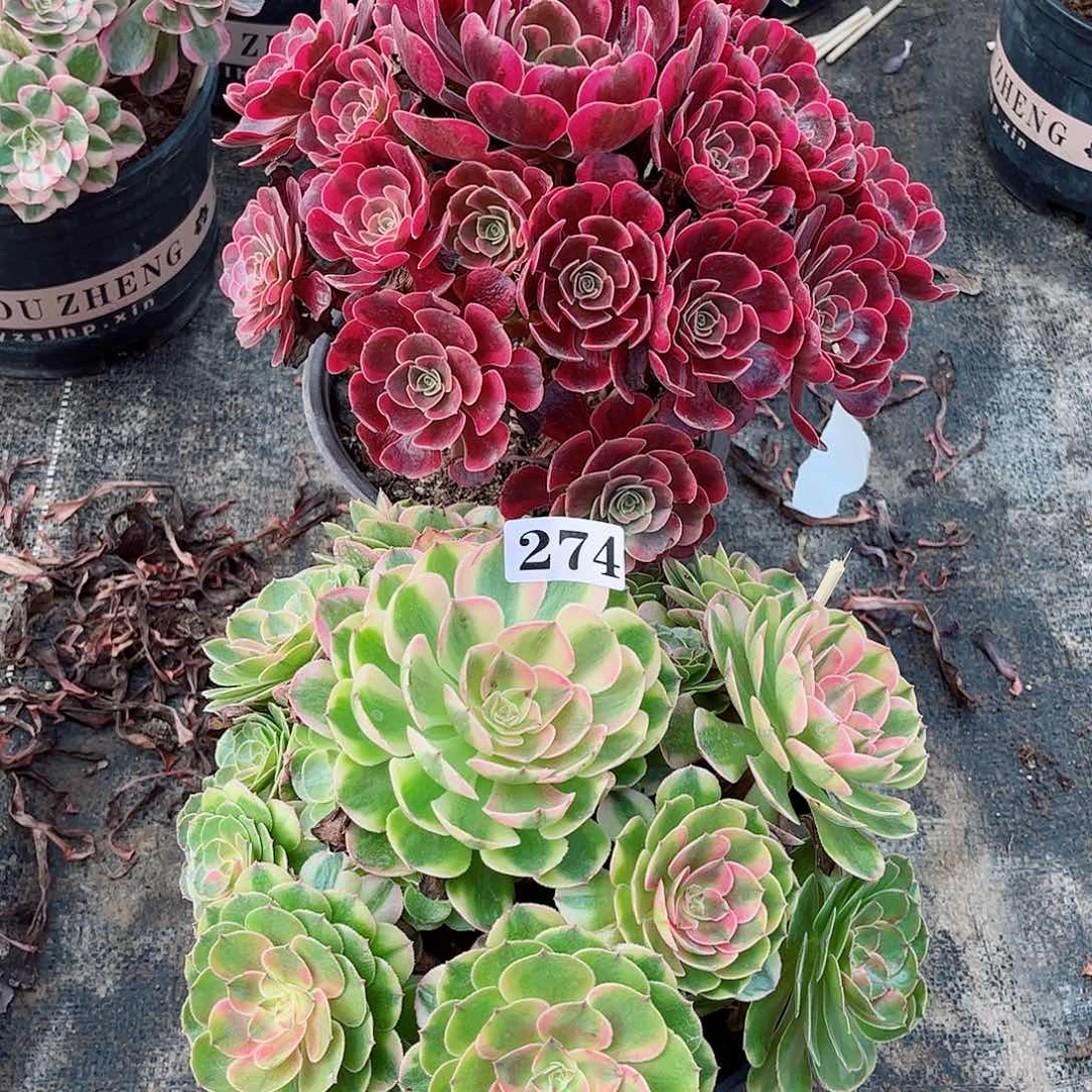 无花朵紫*玲多肉植物组合寄养半糖爱神277274