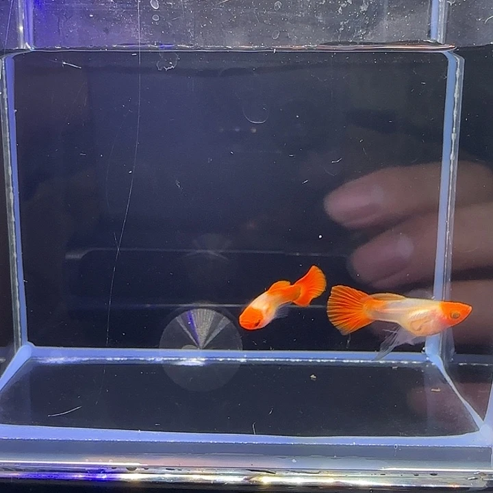 孔雀鱼深海蓝玻璃猫短C。6号