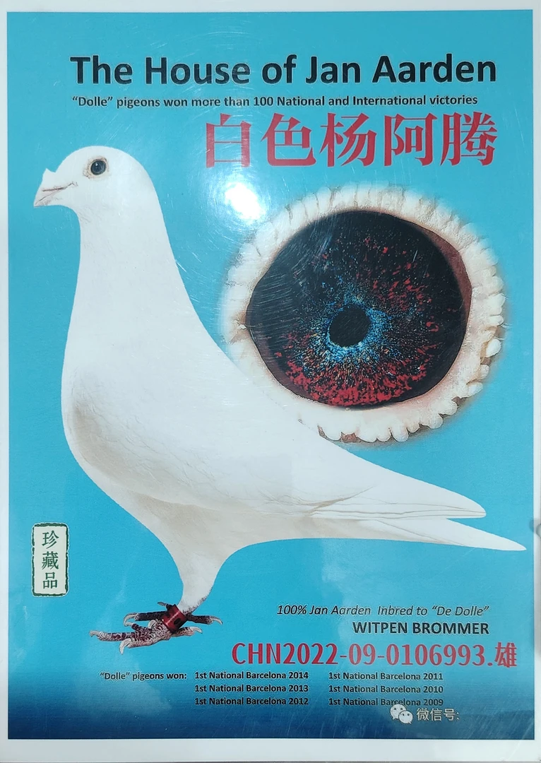 信鸽照片 奖杯 训鸽哨