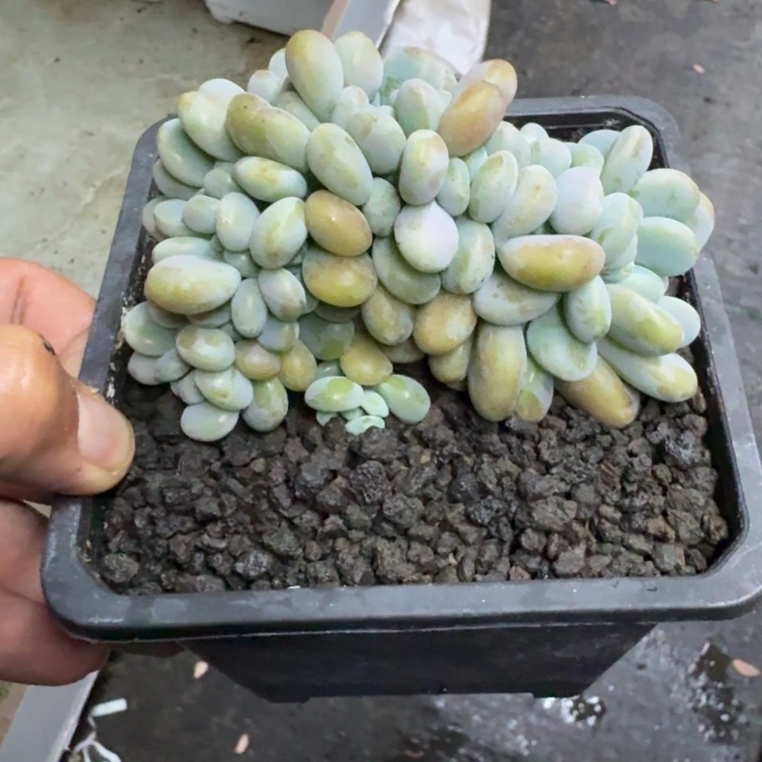 洛神 缀化  一物一拍