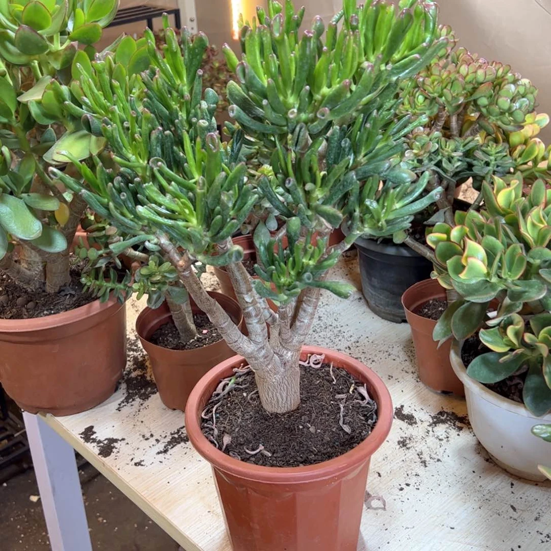 3年吸财树带土球发货