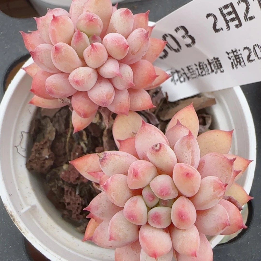 花语逸境0221-303