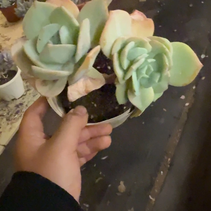 白凤双头控养老桩