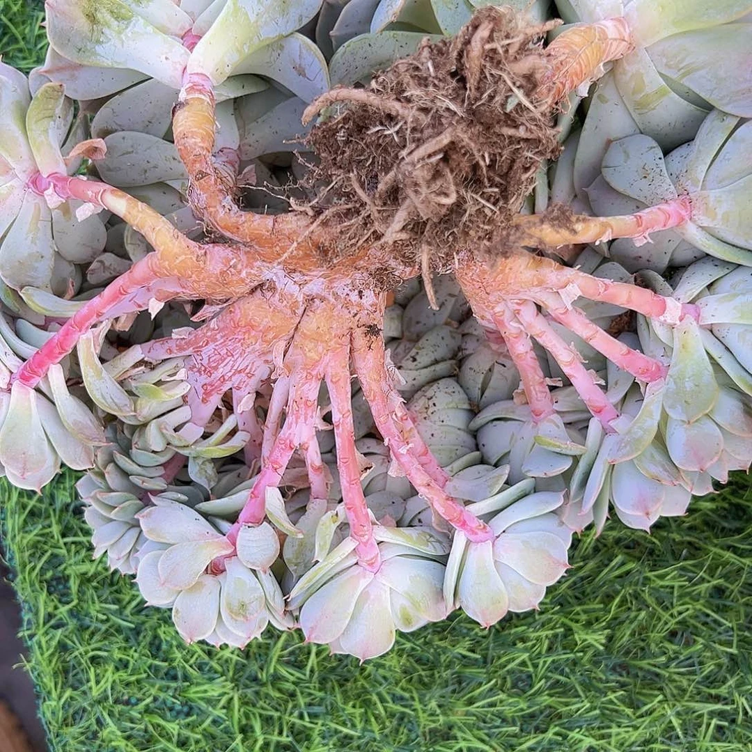 雪域蓝吧梨缀111111