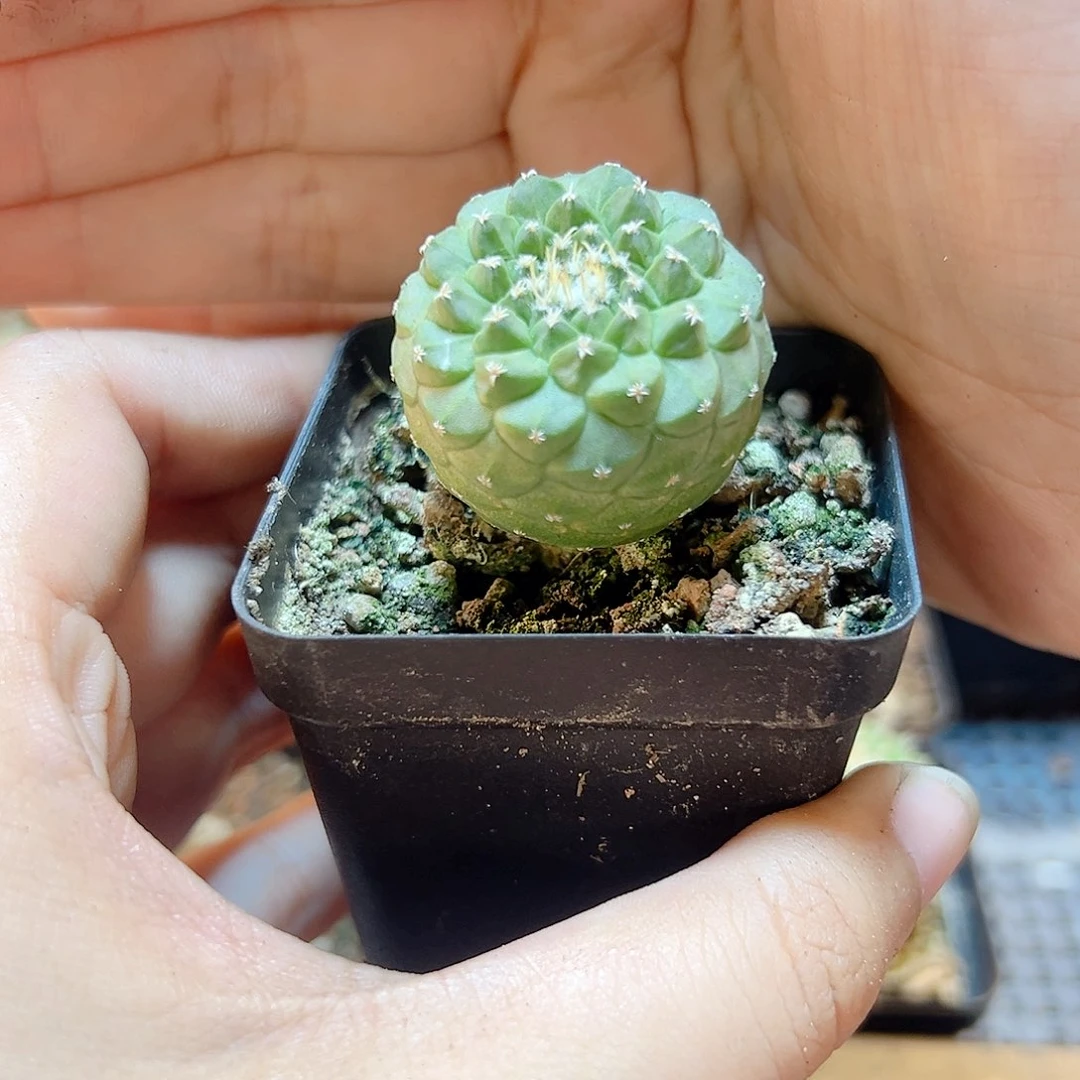 实生菊水2.8公分带盆1颗