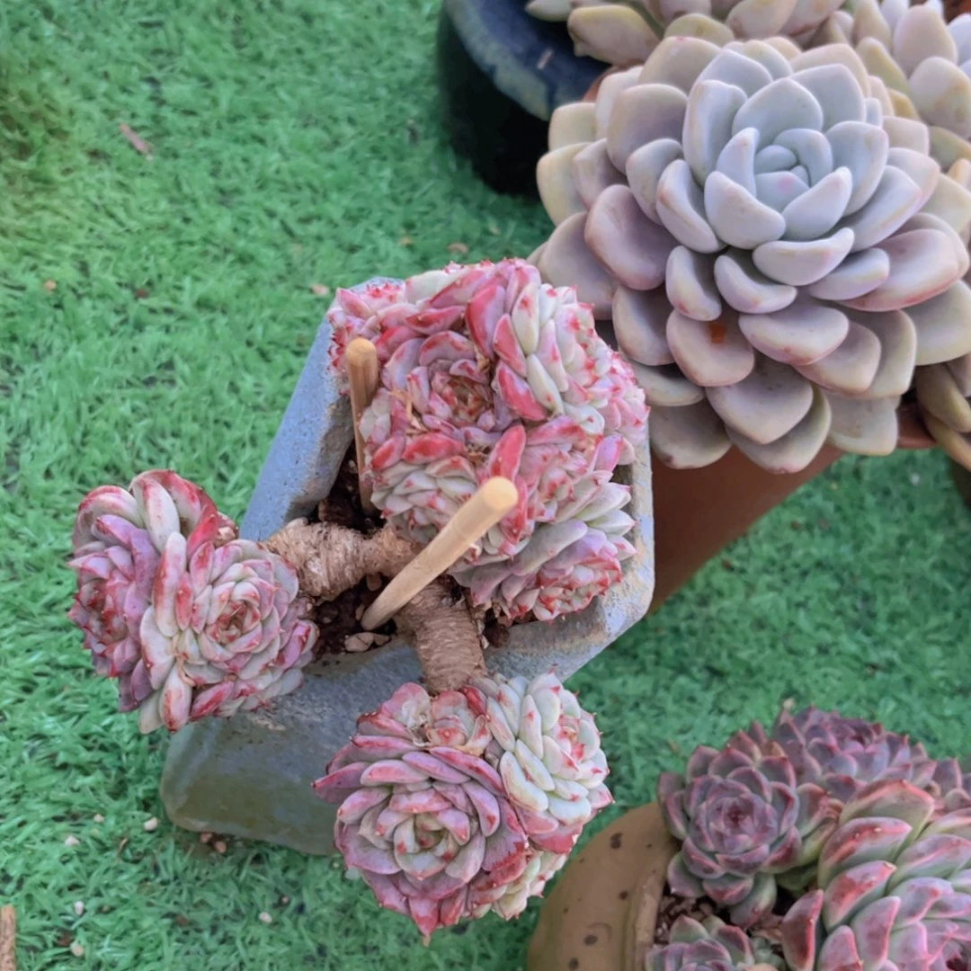 天鹅绒02170多肉植物