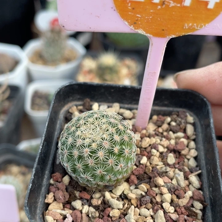 小***楠实生白子法师274400000