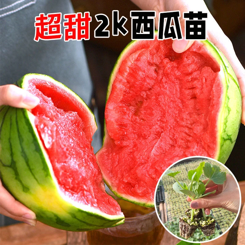西瓜苗冰糖麒麟西瓜美都西瓜苗红玉小西瓜小糖丸2K西瓜带土壮苗
