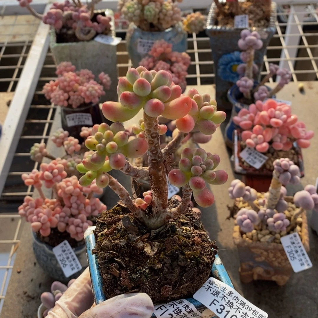 派大星310/8cm多肉