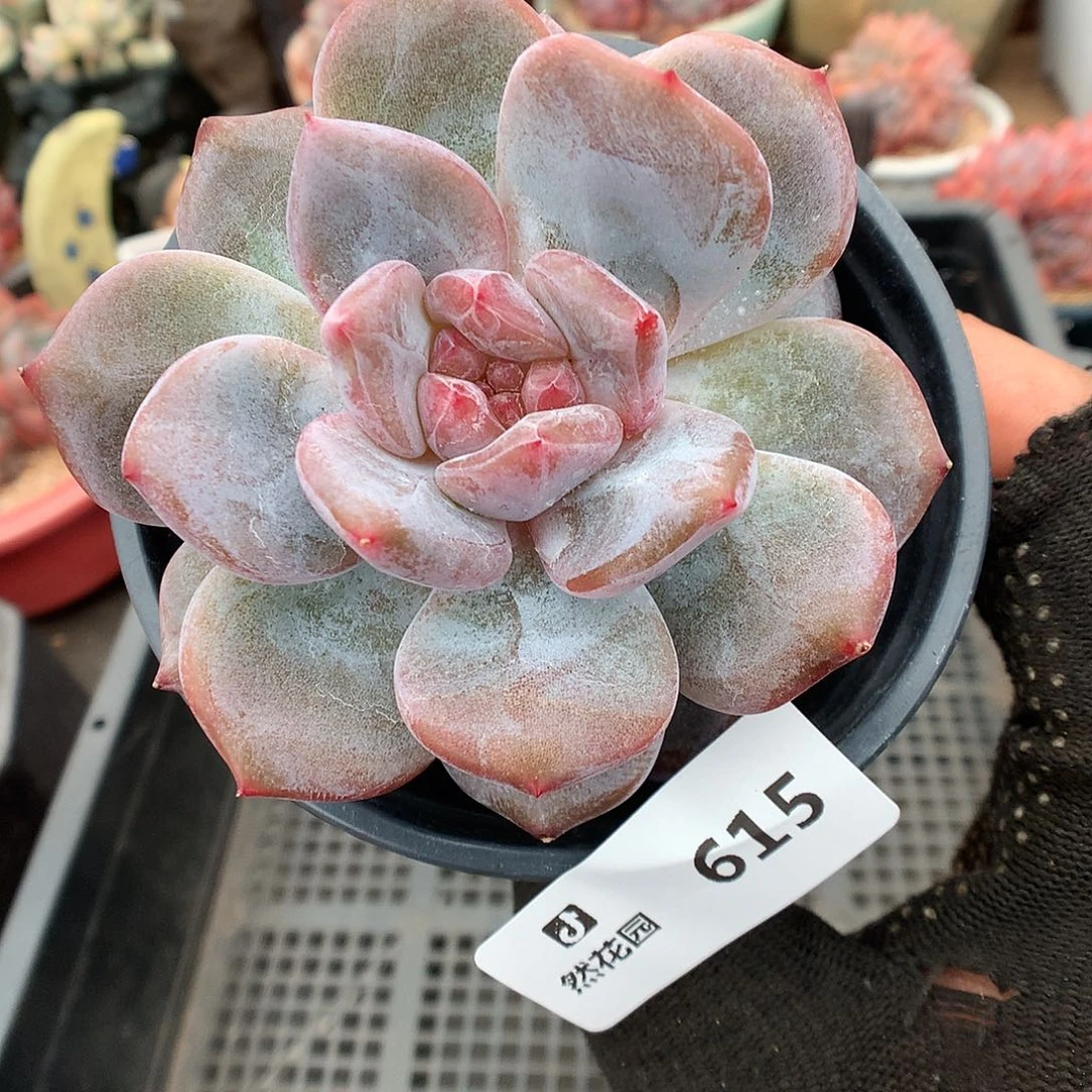 615星影石化多肉植物6666