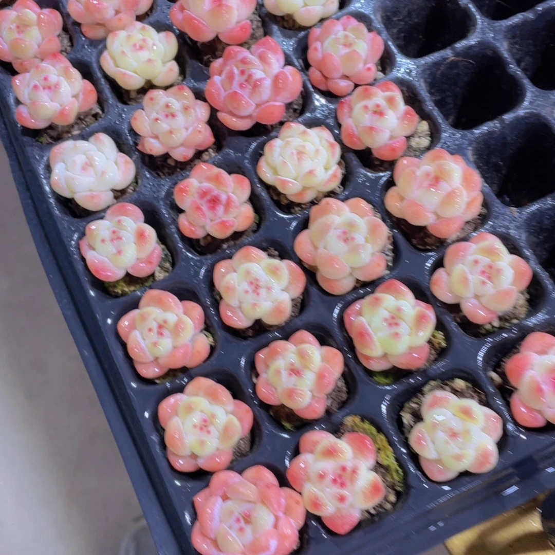 80号 小丸叶刚毅单头8个