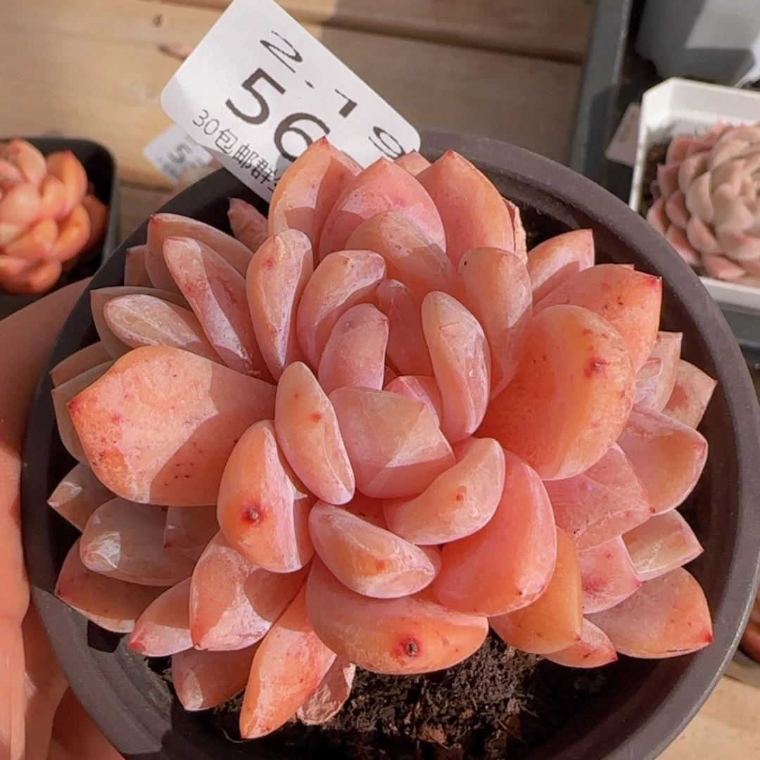 三头韩橙老桩一颗