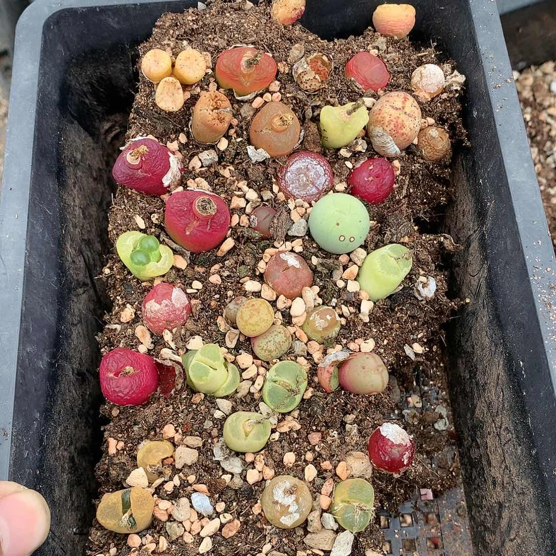 D08多肉植物保护研究所