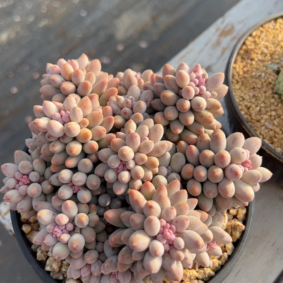 多肉植物一物一拍