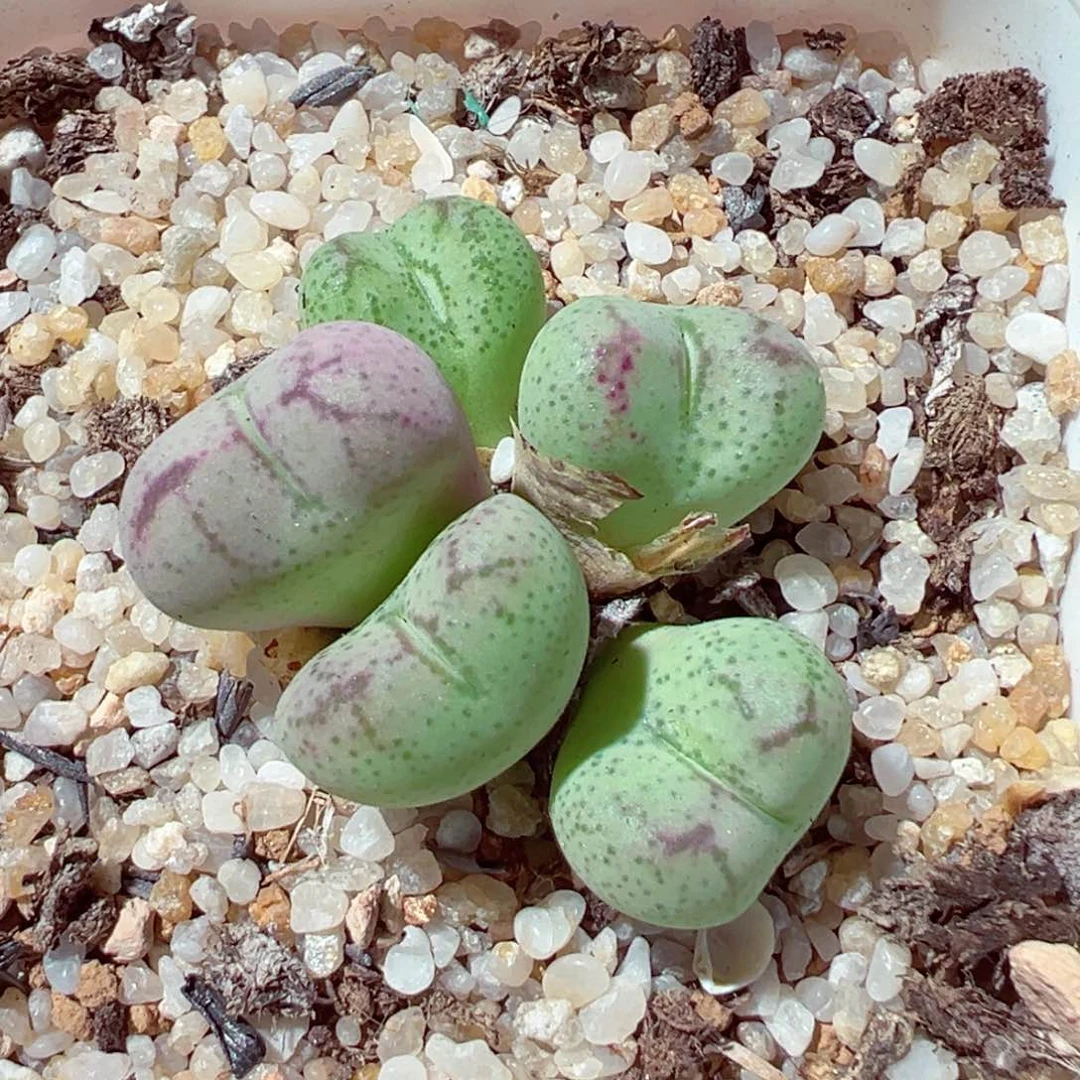 711-775多肉猴脸3.3cm