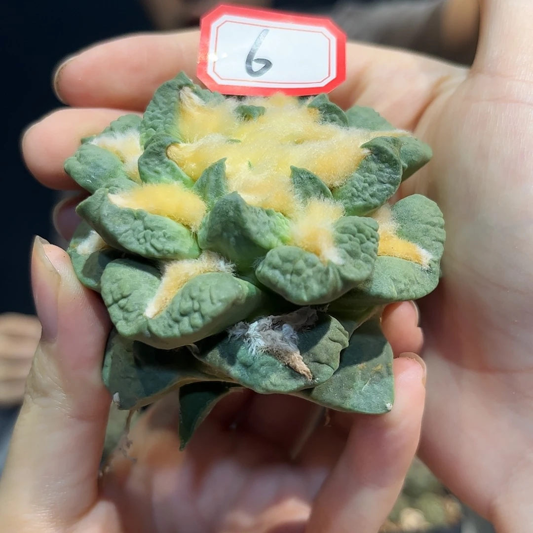 6号7cm自根蓝白龙爪怒超勾