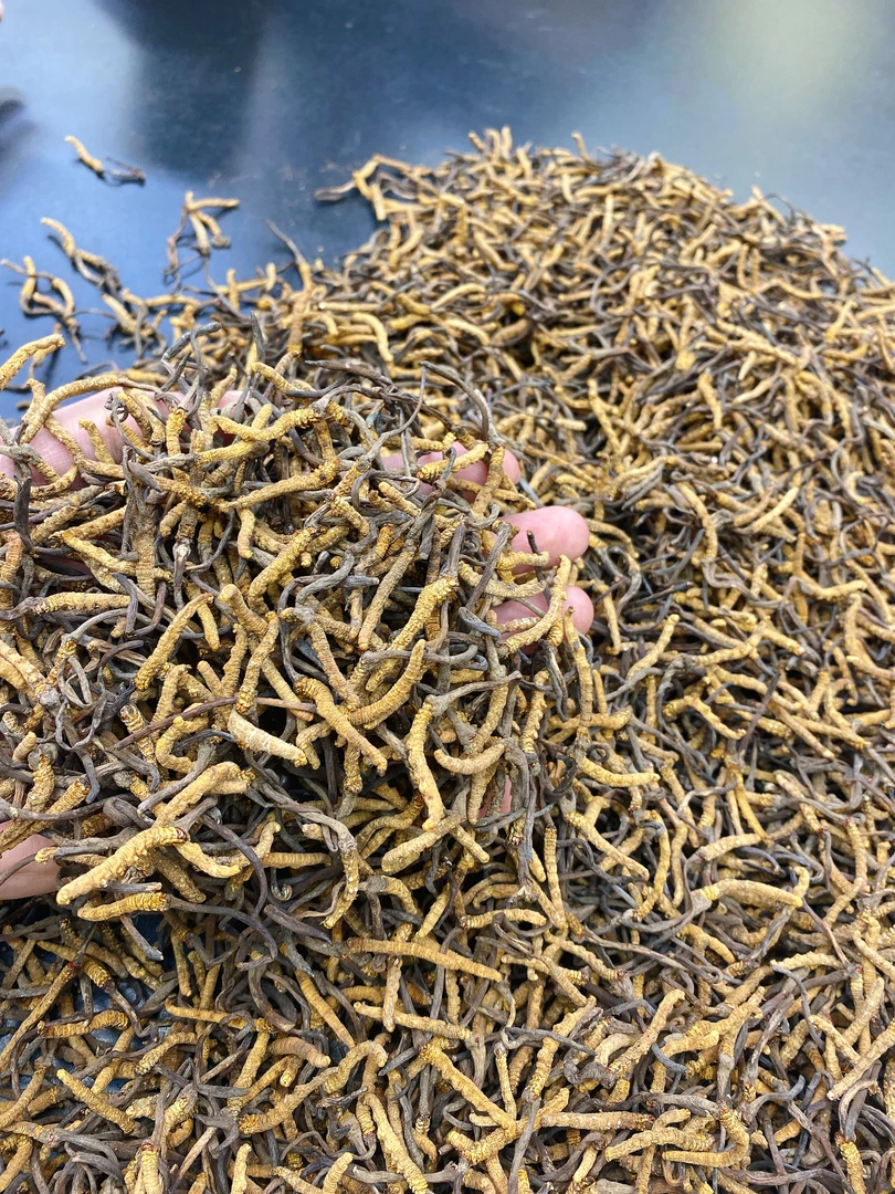 【飞飞宠粉日】玉树大自然高原草(一克7.5条) 煲汤汤料可搭配山药