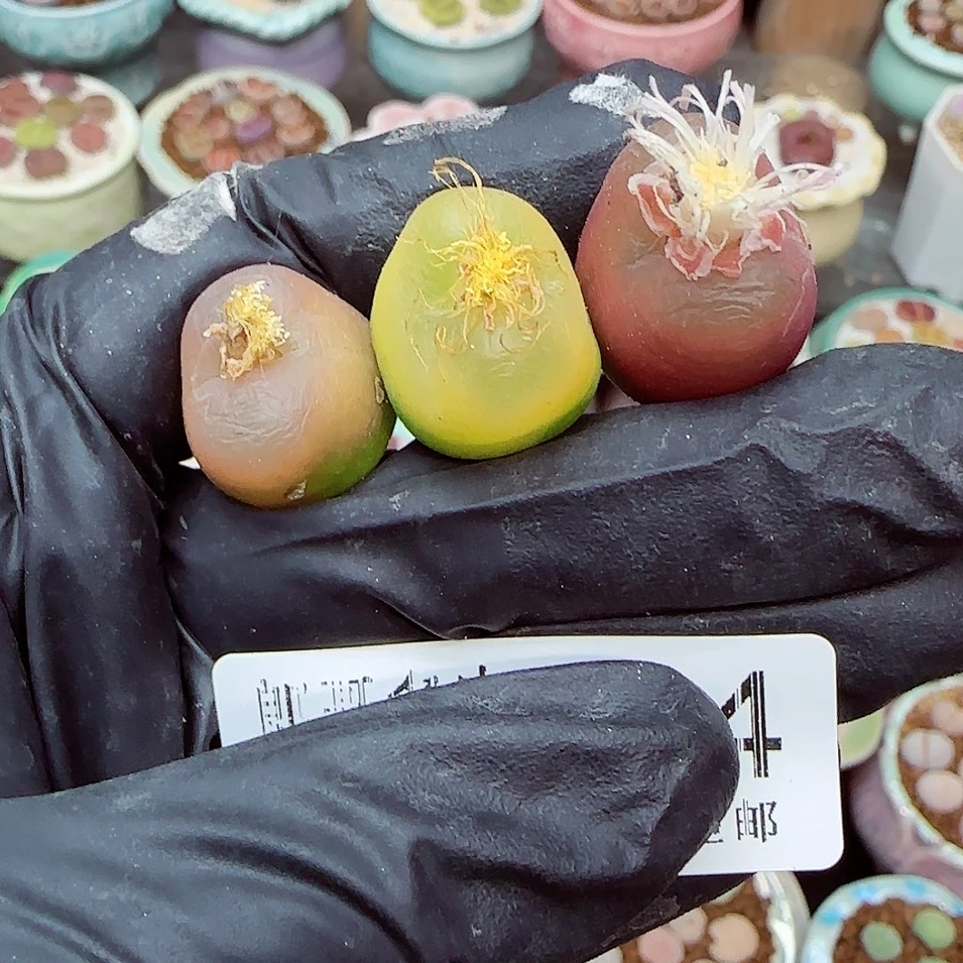 生石花满18包邮1206-144