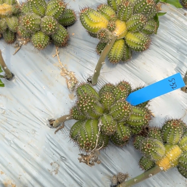 哒*哒矮胖白檀799群532