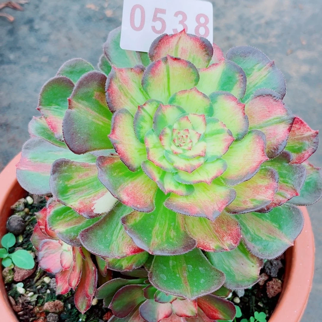 海王七彩多肉发货