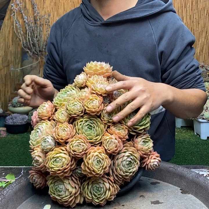 暮***色257号物流一起发昂斯诺