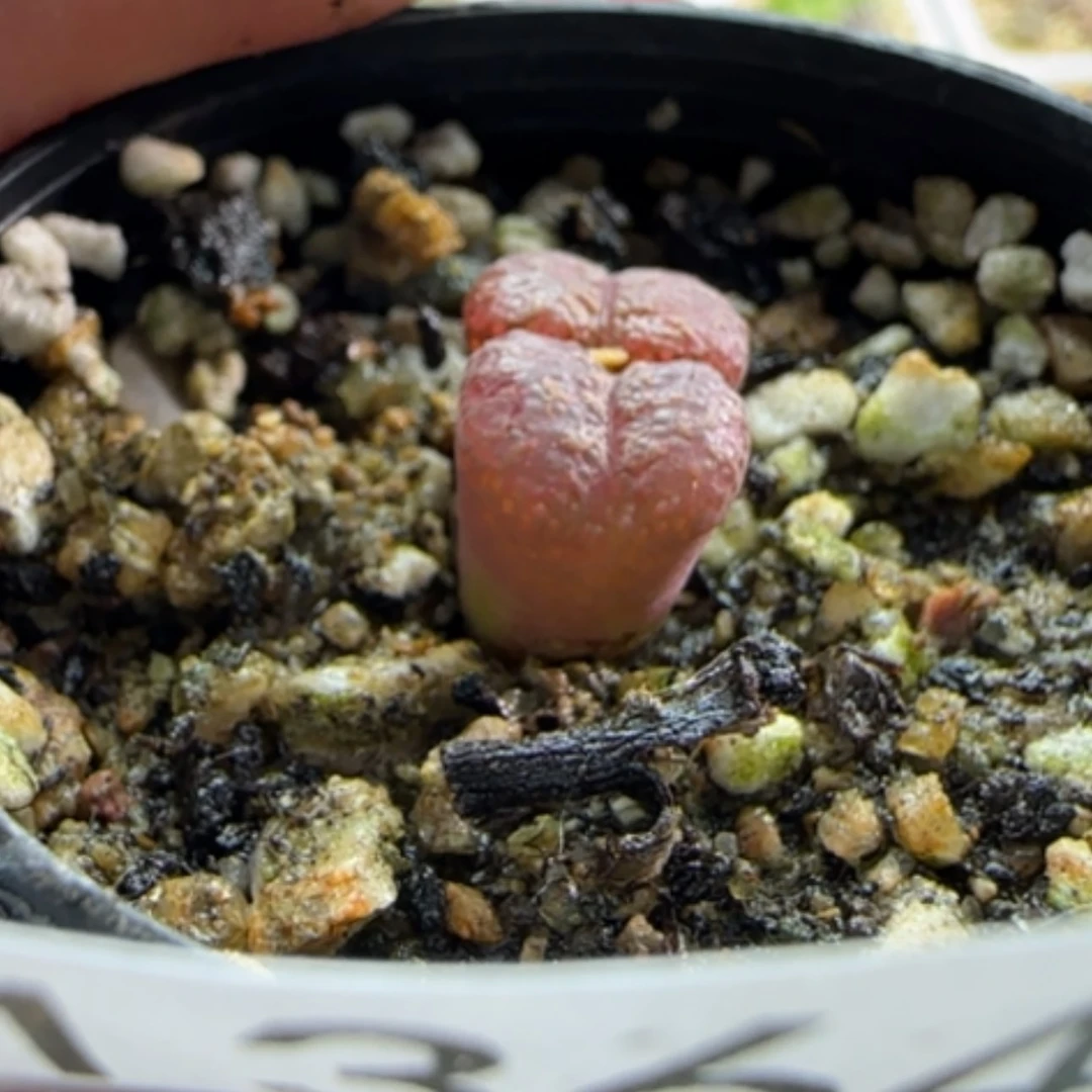 【闪购商品】是**?13647