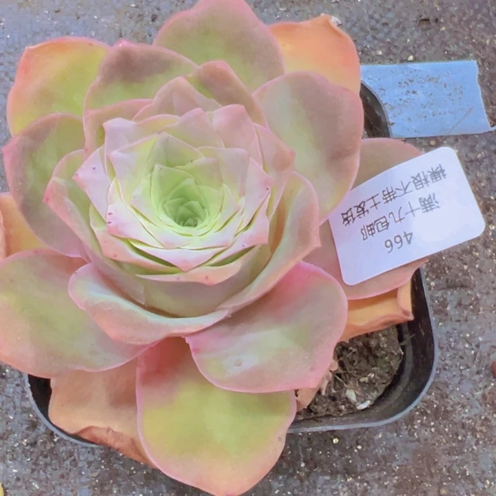 466 裸根不带土发货