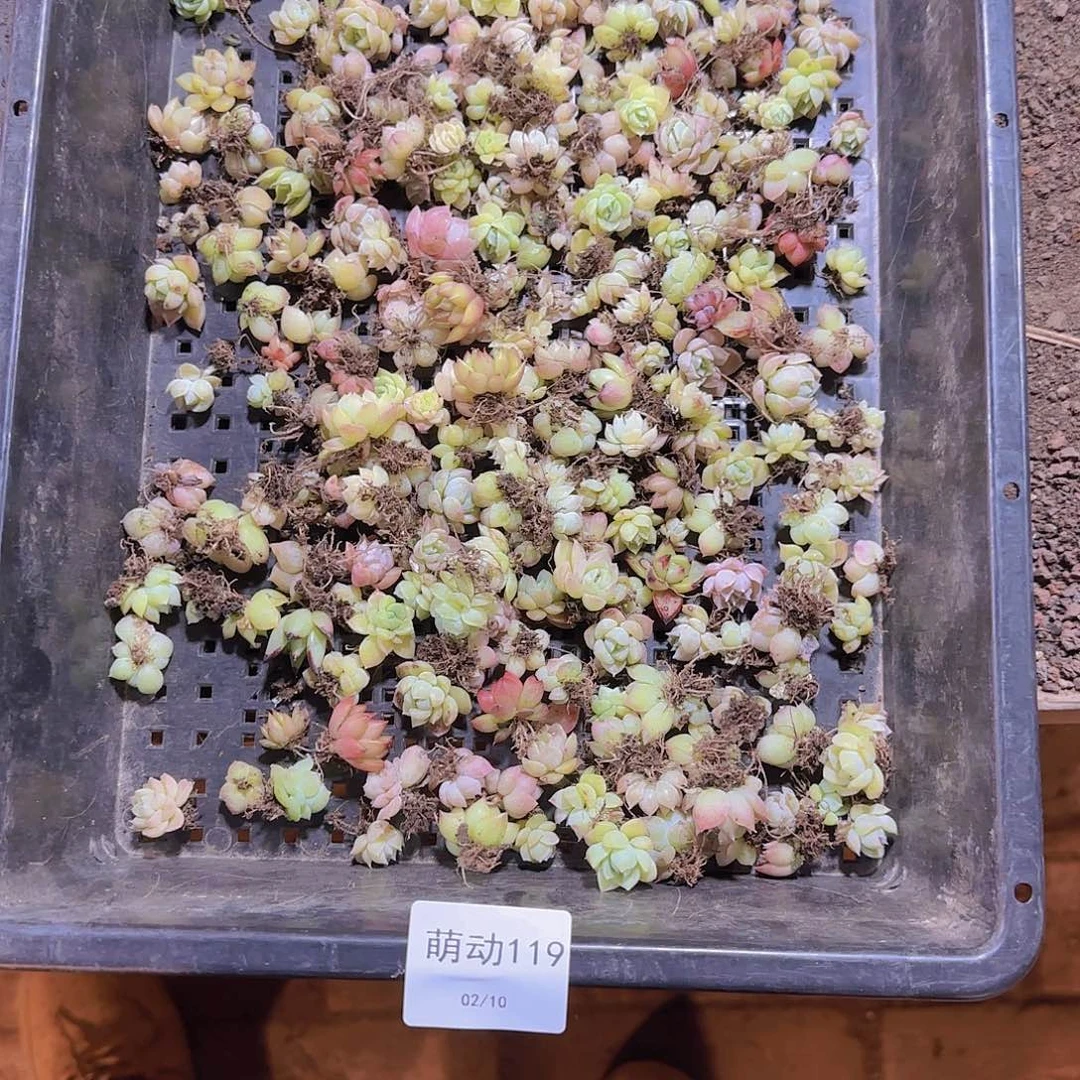 直播一物一拍多肉119