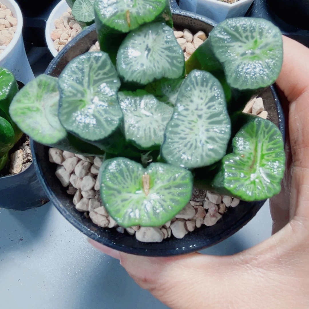 翡翠龙万象多肉植物