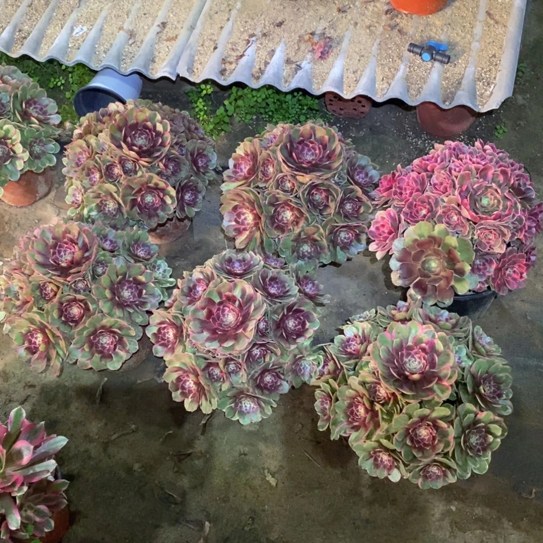 粉花妖六颗多肉植物
