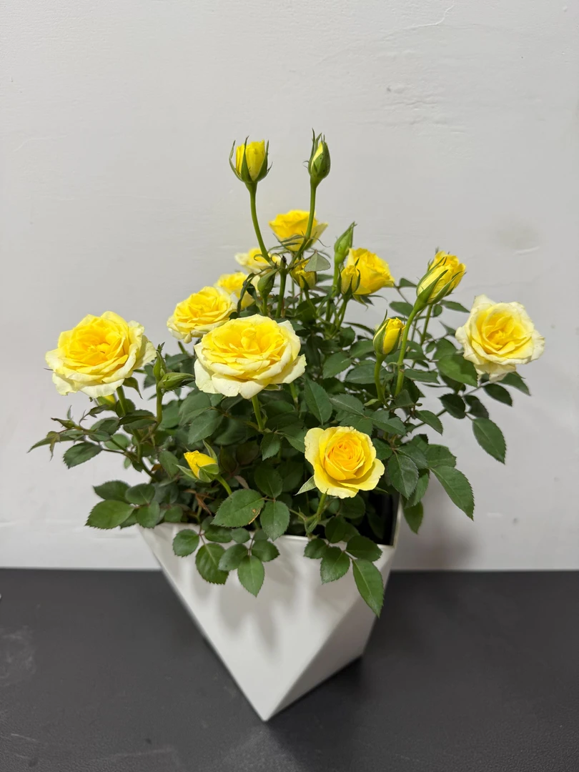 【墨熙花卉】玫瑰盆栽室内阳台玫瑰花好养易活带花带花苞月季花阳台