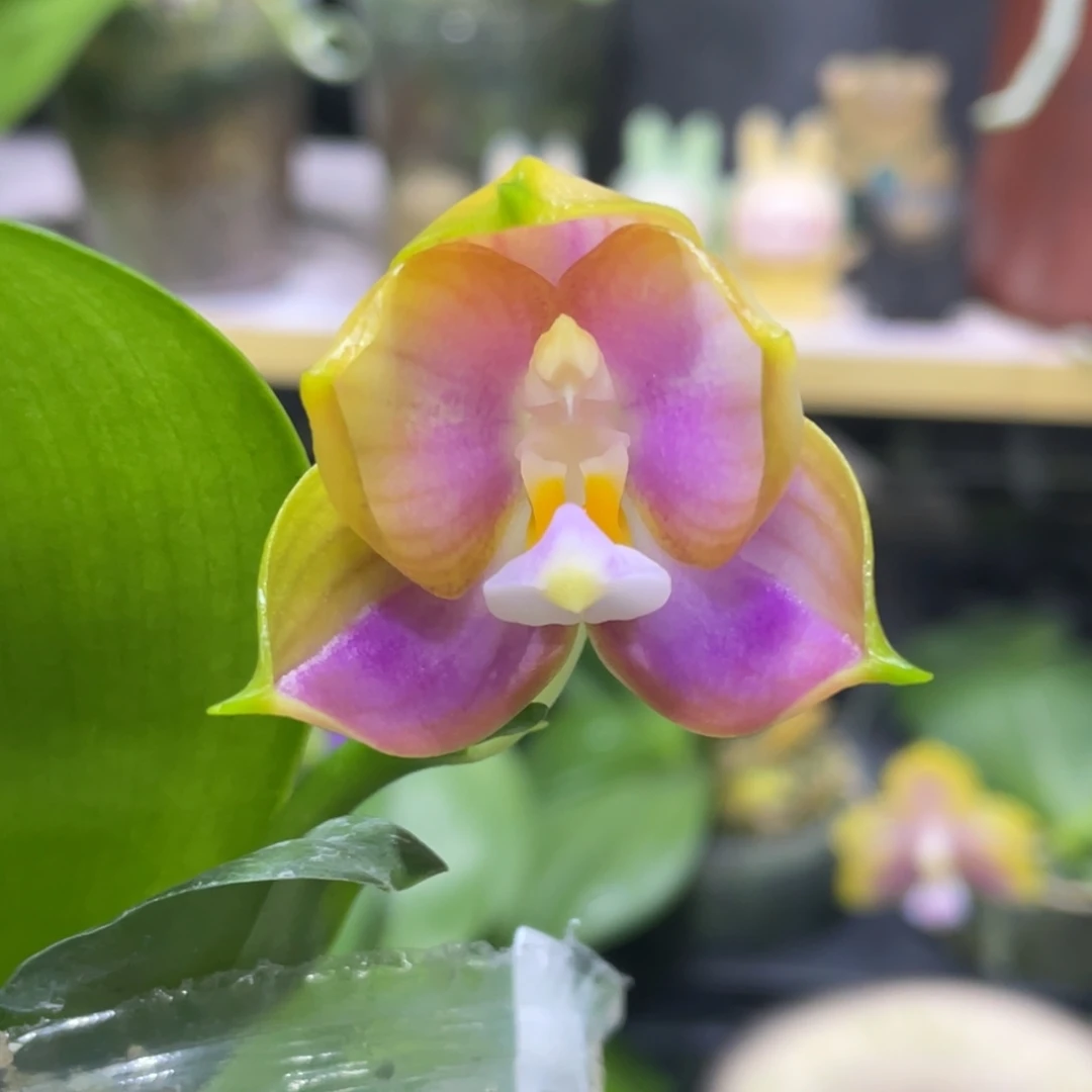 完全开放龙玛丽2.5寸