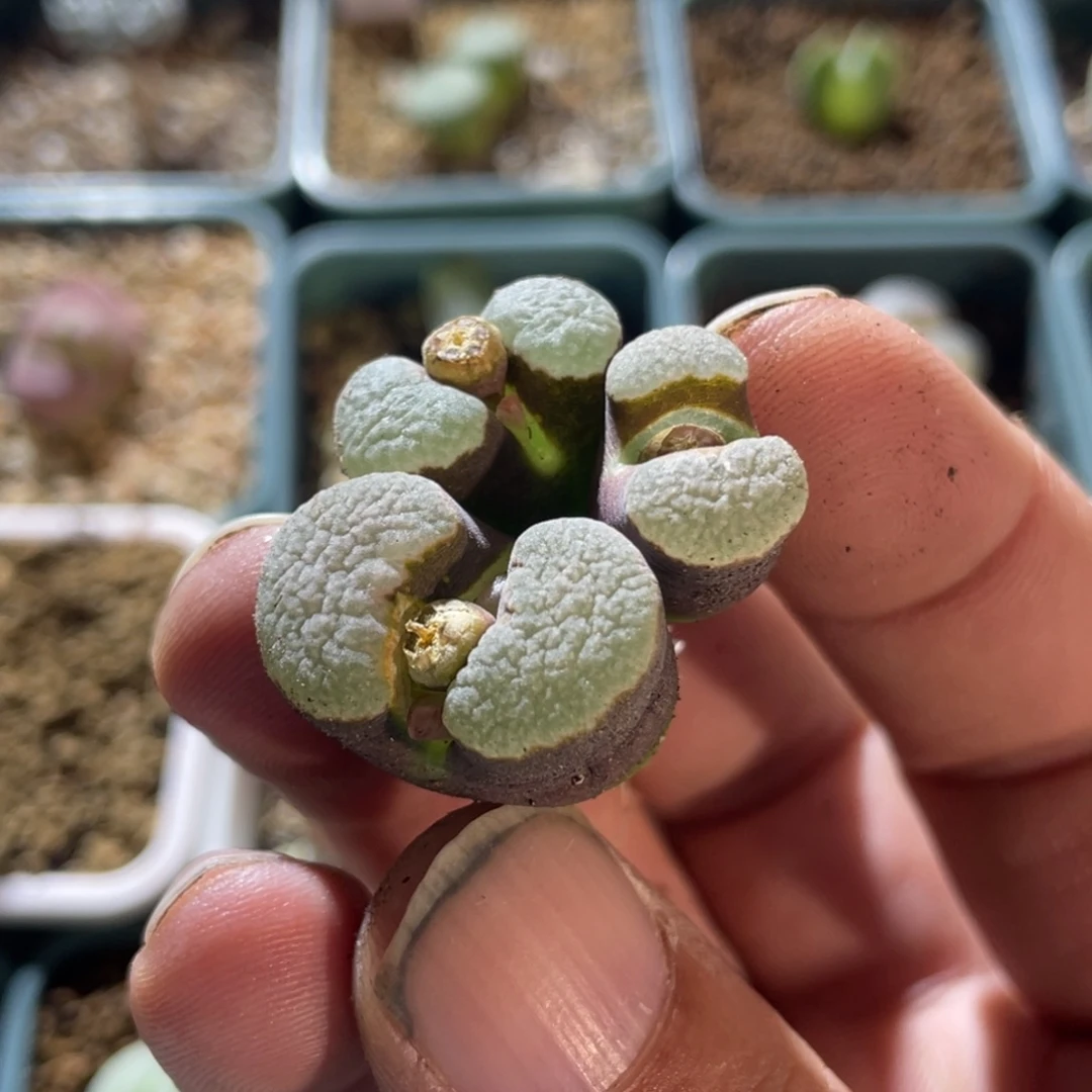 黑体白窗班克磁铁植物一物一拍