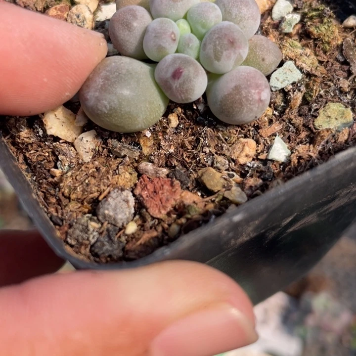 桃花奶带盆发已经发根啊啊啊